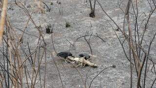 Cadáver de jacaré servindo de alimento para urubus em área queimada no Pantanal (Foto: Alex Machado)