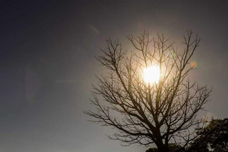 Sol é visto através de galhos secos de árvore, no Parque das Nações Indígenas, em Campo Grande. (Foto: Henrique Kawaminami)