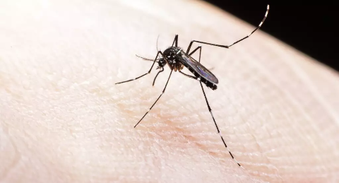 MS registra 13 mil casos confirmados de dengue em semana sem mortes