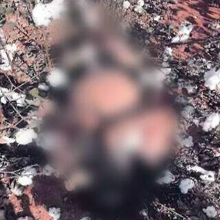 Corpo de Sidnei Batista foi encontrado em meio a plantação de algodão; vítima estava com as mãos amarradas (Foto: Reprodução)
