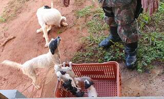 Cachorros em situação de maus-tratos, encontrados em chácara na Chácara dos Poderes, em 2023 (Foto: Divulgação/PMA)