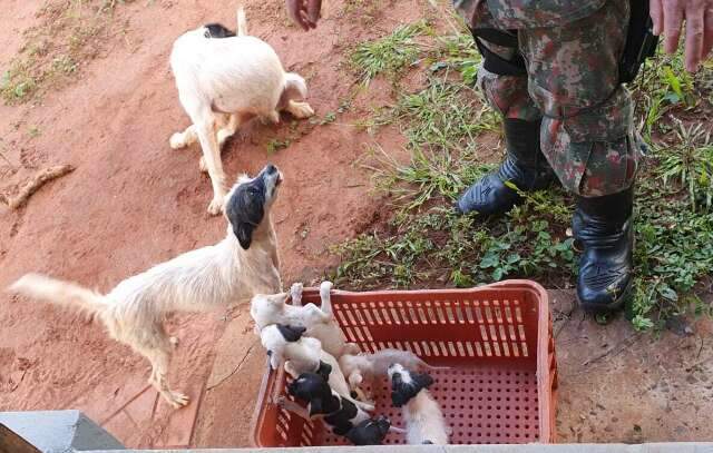 Reprodu&ccedil;&atilde;o desordenada de c&atilde;es e gatos entra em lei de maus-tratos 