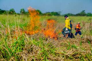 Treinamento para participantes de pesquisa que tenta entender efeitos do fogo na fauna e flora do Pantanal (Foto: Divulgação/Alicce Rodrigues/Nefal)