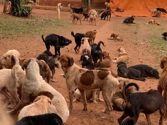 Hero&iacute;smo ou obsess&atilde;o? Por que protetores abrigam mais animais do que podem?