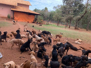 Parte dos animais juntos na chácara que funciona ONG. (Foto: Natália Olliver)