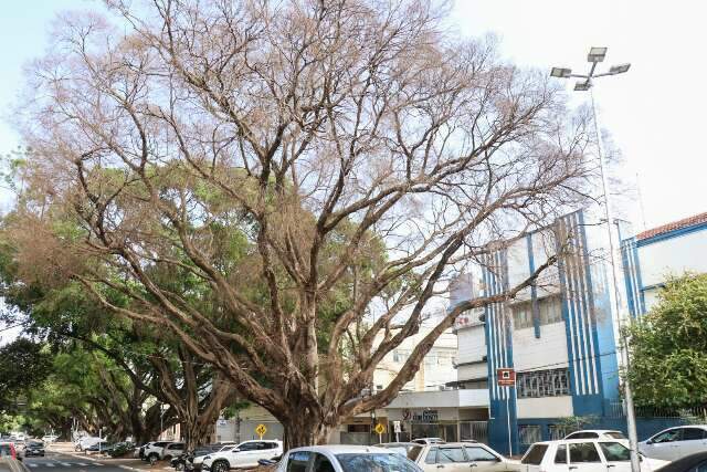 Sem chance de sobreviver, figueira de esquina da Av. Mato Grosso ser&aacute; arrancada