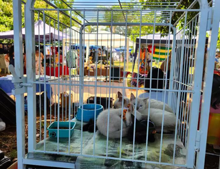 Gatos aptos para adoção em gaiola montada durante feira da Subea. (Foto: Geniffer Valeriano, Arquivo/Campo Grande News)