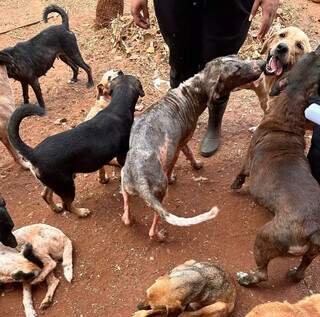 No meio de outros animais, cão com doença de pele em foto tirada nesta quinta-feira (Foto: PCMS/Divulgação)