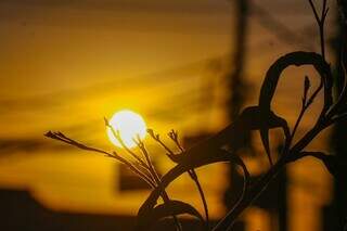 Planta com sol ao fundo em tarde de sol na Capital (Foto: Henrique Kawaminami)