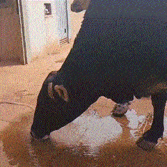 Vacas fujonas usam mangueira para matar a sede em bairro