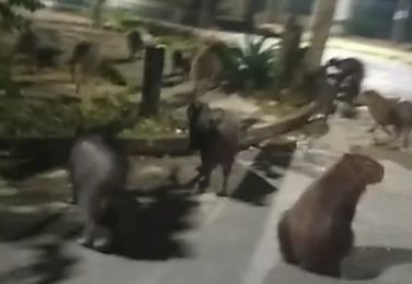 Dezenas de capivaras lotam cal&ccedil;adas andando por bairro da Capital