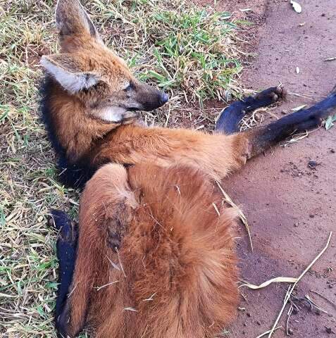 Lobo-guar&aacute; ferido &eacute; resgatado ap&oacute;s atropelamento