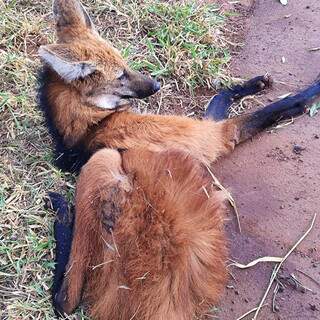 Lobo-guará é encontrado com patas traseiras gravemente feridas (Foto: Direto das Ruas)