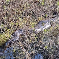Guia flagra sucuri gigante tentando se camuflar ap&oacute;s comer