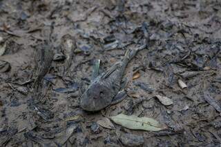 Peixe morto na lama em trecho seco do Rio da Prata. (Foto: Paulo Francis)