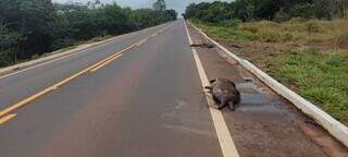 Mais carcaças no mesmo trecho onde lobo-guará foi atropelado (Foto: Direto das Ruas)