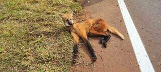 Lobo-guará teve fratura na vértebra lombar 3 e ficou agonizando em rodovia (Foto: Direito das Ruas)