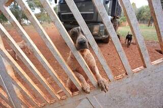 Mutirão de limpeza é feito com os animais soltos (Foto: Paulo Francis)