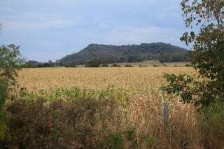 Plantação de milho às margns da MS-178. em Bonito. (Foto: Paulo Francis)