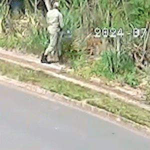 Morador flagra bombeiros ateando fogo em área e corporação explica a prática