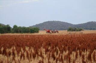 Área convertida para a lavoura às margens, na MS-178, em Bonito. (Foto: Paulo Francis)