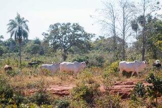 Pecuária mantém árvores para fazer sombra e cobertura de vegetação no solo. (Foto: Paulo Francis)