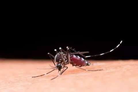 Após duas semanas, MS volta a registrar mortes por dengue
