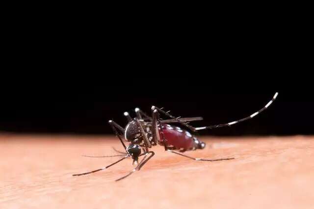 Ap&oacute;s duas semanas, MS volta a registrar mortes por dengue