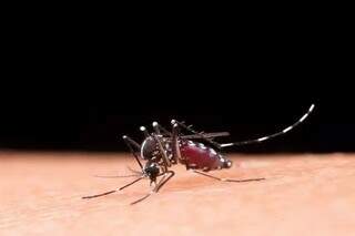 O Aedes aegypti. que transmite a dengue (Foto: Divulgação/Portal do Governo Federal)