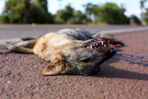 Motorista “voa baixo” até Bonito e garante a matança de animais nas rodovias 