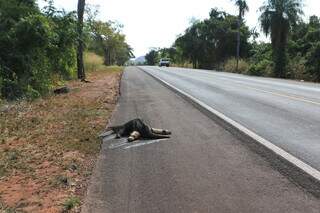 Tamanduá morto atropelado na rodovia 262. (Foto: Paulo Francis)