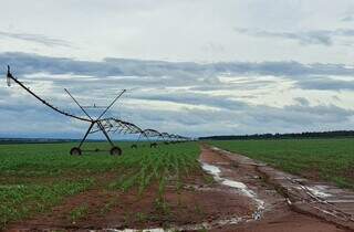 Projeto de agricultura irrigada em Mato Grosso do Sul; setor está entre os beneficiados pelas liberações de FCO. (Foto: Divulgação/Semadesc)