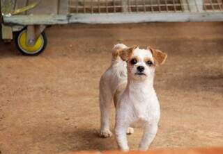 Cachorrinho Jorel recebe a equipe de reportagem em residência na Vila Serradinho (Foto: Juliano Almeida)