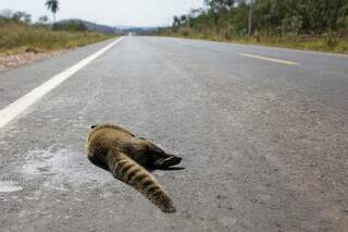 Quati morto no asfalto da MS-345, novo acesso pacimentado até Bonito. (Foto: Paulo Francis)