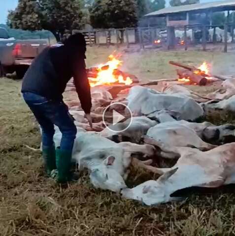 Funcion&aacute;rios de fazenda fazem fogueira para salvar gado do frio extremo