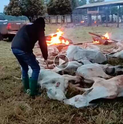 Funcionários de fazenda fazem fogueira para salvar gado do frio extremo