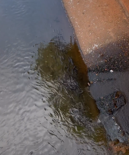 Espécie invasora: cardume de tilápias chama a atenção no Rio Anhanduí 