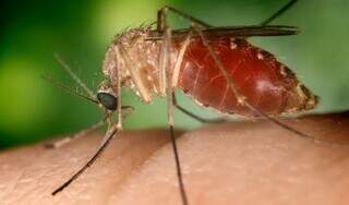 Virus da Febre Oropouche é transmitido por mosquito. (Foto: Divulgação/Sesab)