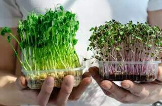 Mini horta de microverdes é opção saudável e fácil de ter em casa (Foto: Arquivo Pessoal)