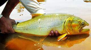 Dourado (Salminus brasiliensis) é alvo de estudo proposto pelo governo estadual. (Foto: Arquivo/ Governo do Estado)