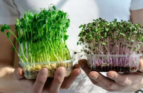 Conhece microverdes? Nutricionista ensina a fazer mini horta em casa