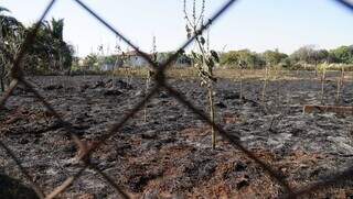 Parte do terreno queimado ao lado de madeireira no bairro Rita Vieira (Foto: Alex Machado)