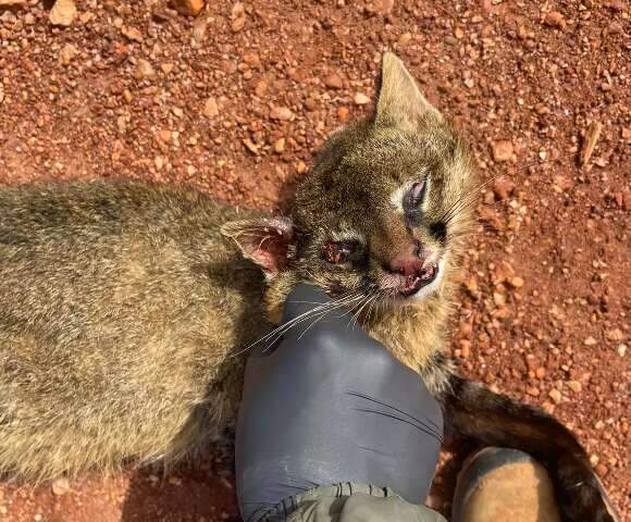 Amea&ccedil;ado de extin&ccedil;&atilde;o, gato-palheiro &eacute; nova v&iacute;tima em rodovia de Bonito