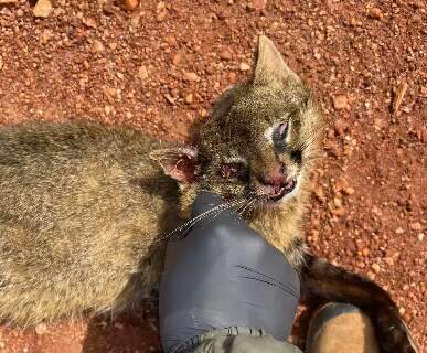 Ameaçado de extinção, gato-palheiro é nova vítima em rodovia de Bonito