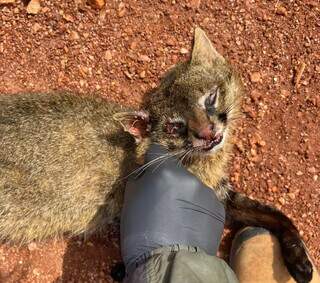 Gato-palheiro foi atropelado e morto na MS-178, em Bonito. (Foto: Amanda Messias)