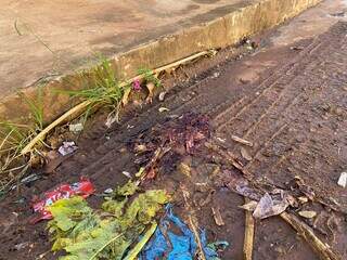 Sangue na Rua Clementina de Jesus, onde pitbulls foram mortos. (Foto: Clara Farias)