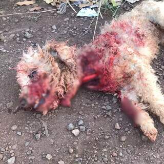 Cachorro de pequeno porte morto e ensanguentado (Foto: Direto das Ruas)