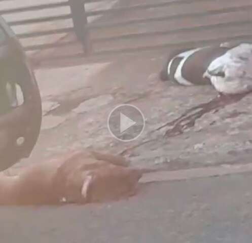 V&iacute;deo mostra PM matando pitbulls que aterrorizaram bairro