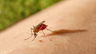 Mosquito que transmite a febre são do gênero Culicoides, bem diferente do Aedes. (Foto: Agência Brasil)