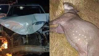 Carro da prefeitura de Bataguassu e animal morto aós colisão (Foto: Cenário MS)